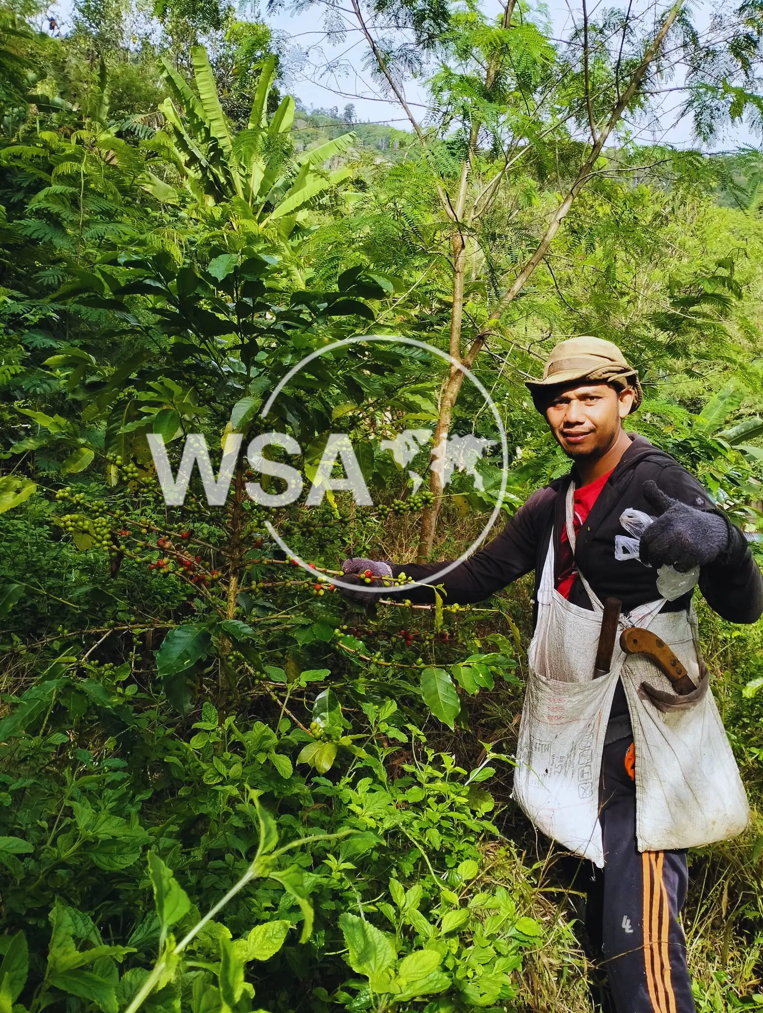 Local smallholder farmer harvesting Robusta coffee cherries in West Lampung, Sumatra, Indonesia